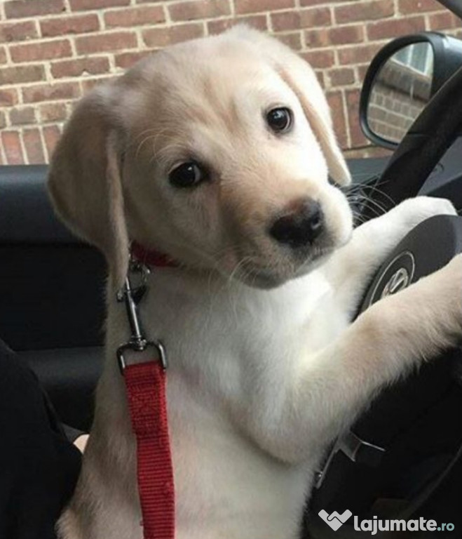 Labrador Retriveri
