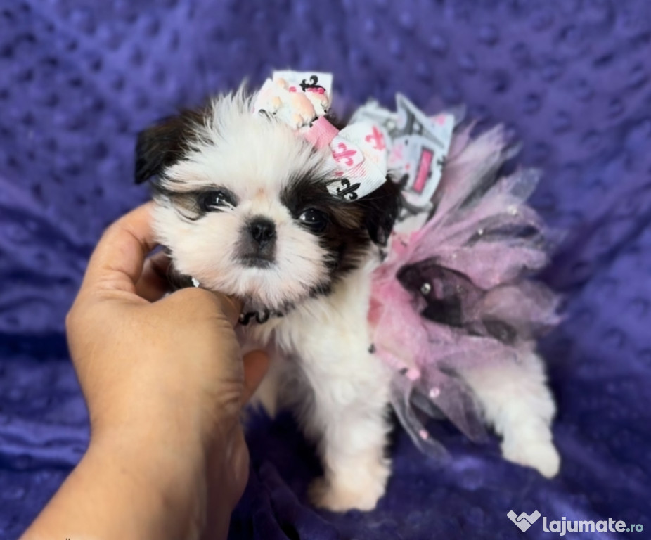 Shih Tzu/Shihtzu fetita/baietel