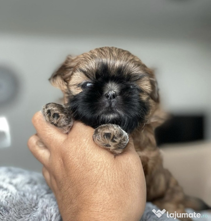 Shihtzu/Shih Tzu baietel/fetita