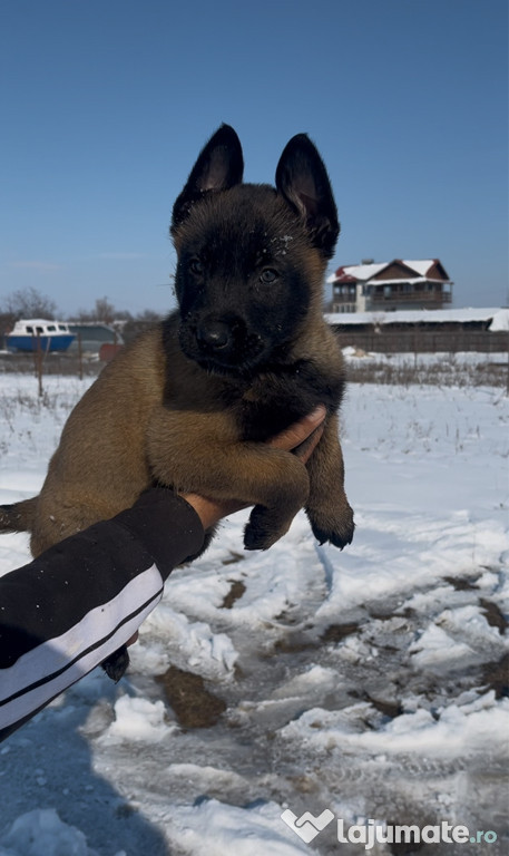 Pui malinois varianta pe negru