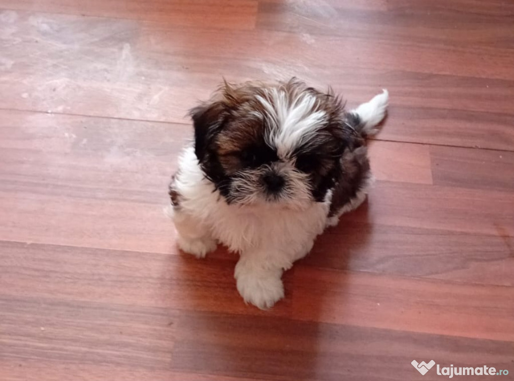 Căței rasa shih-tzu