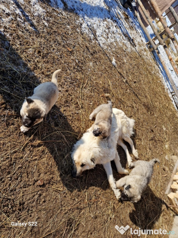 Pui de cățel de 2 luni de vânzare.