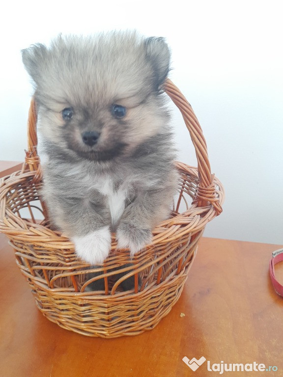 Pomeranian de vinzare