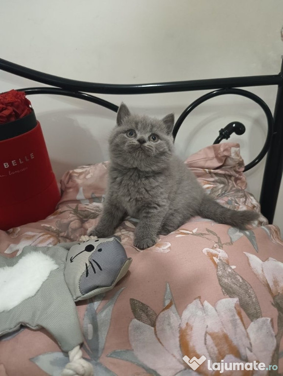 British shorthair pui