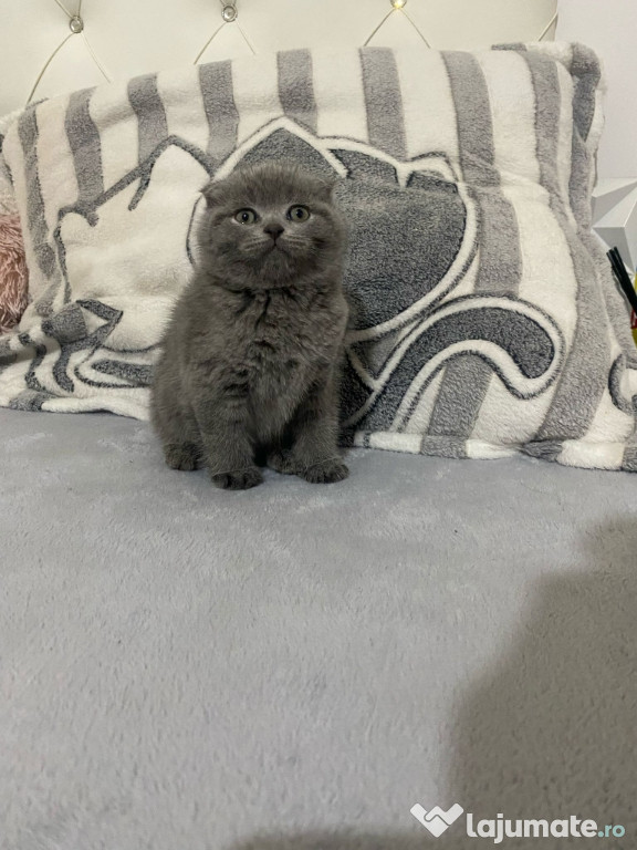 Scottish fold motănei și pisicuțe