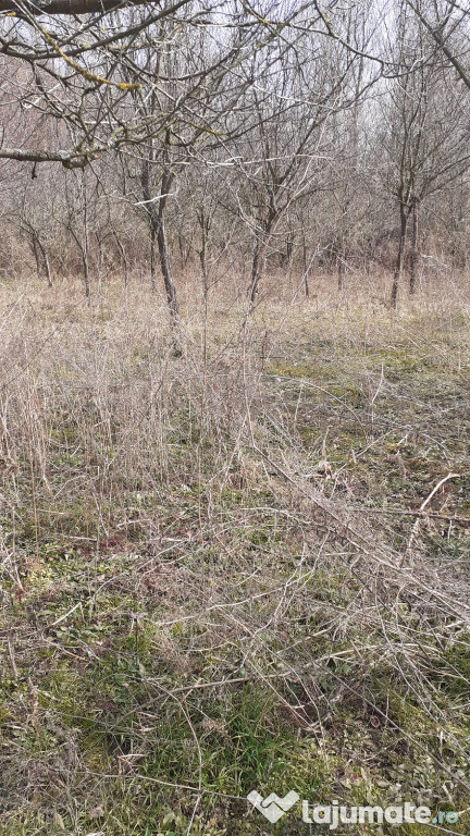 Vand teren loc de casa comuna Tauț