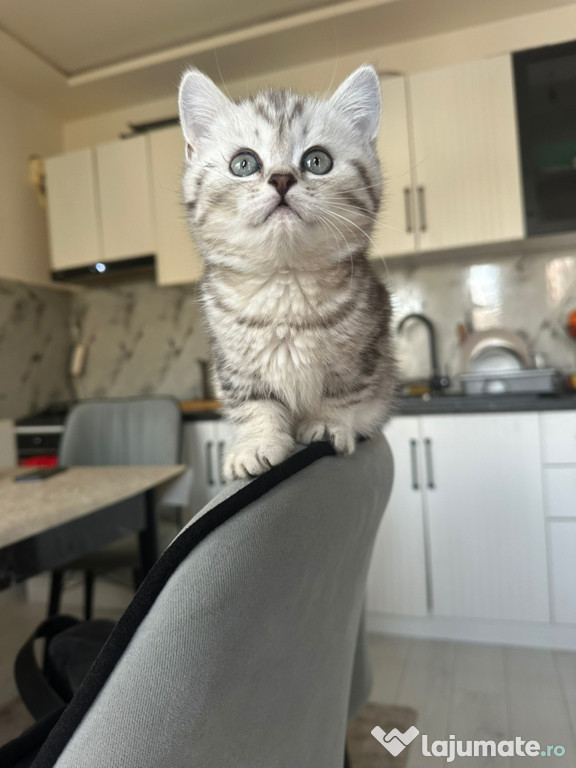 British shorthair motănei și pisicuțe