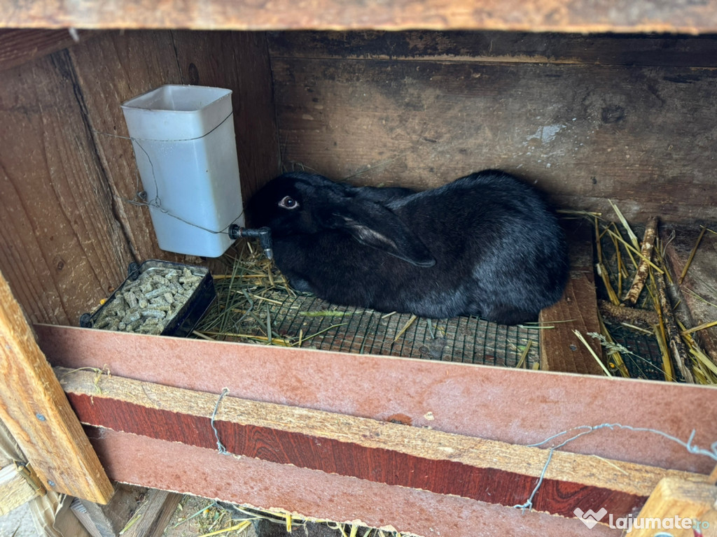 Vând Animale de gospodărie de vanzare Iepuri, porci, drujba