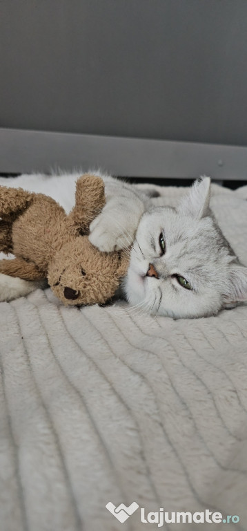 Femela British Shorthair Chinchilla