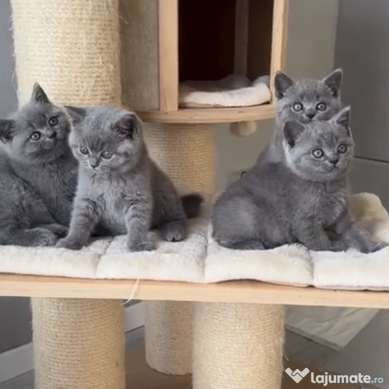 British shorthair motănei și pisicuțe