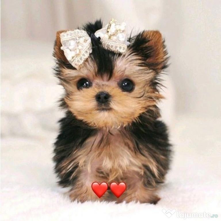 Yorkshire terrier mini toy trecupe