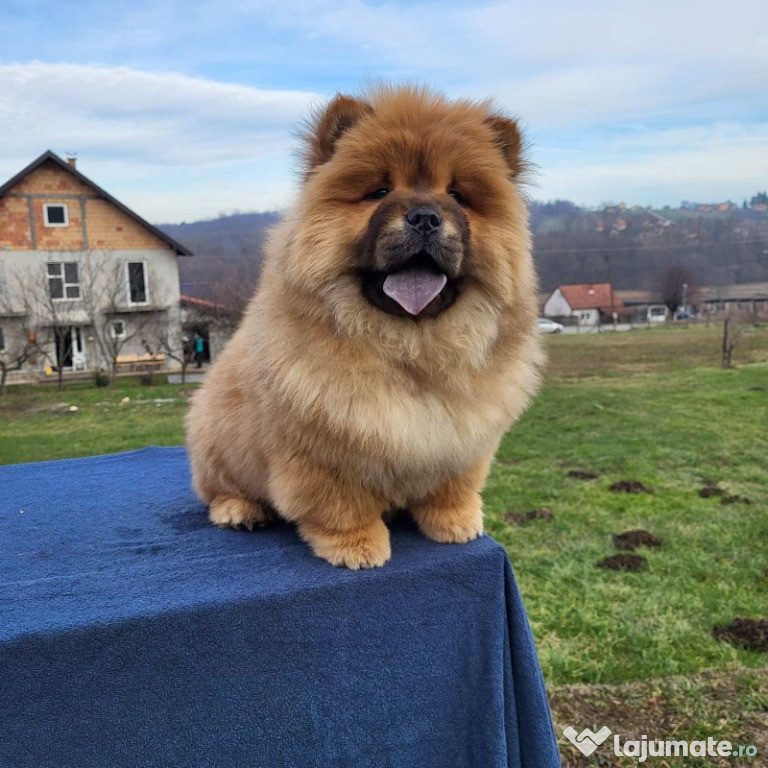 Cățeluși Chow Chow