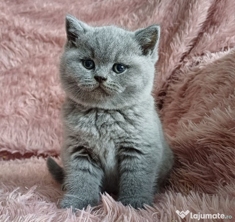 British shorthair