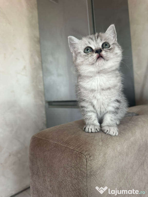 British shorthair băieței și fetițe