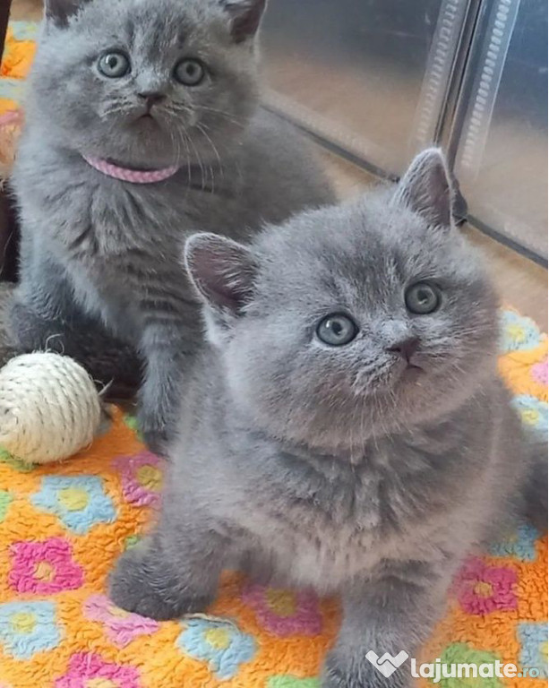 British shorthair puiuți