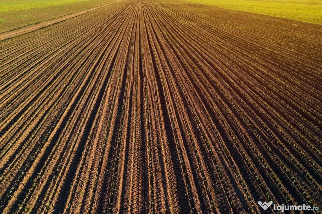 1.500 ha Teren agricol și pășune in zona de Vest