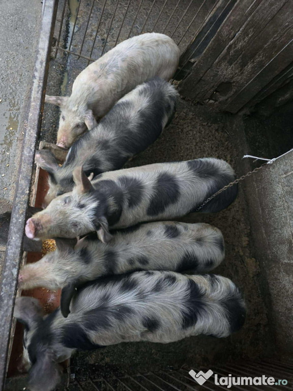 Vând porc crescuți față concentrate