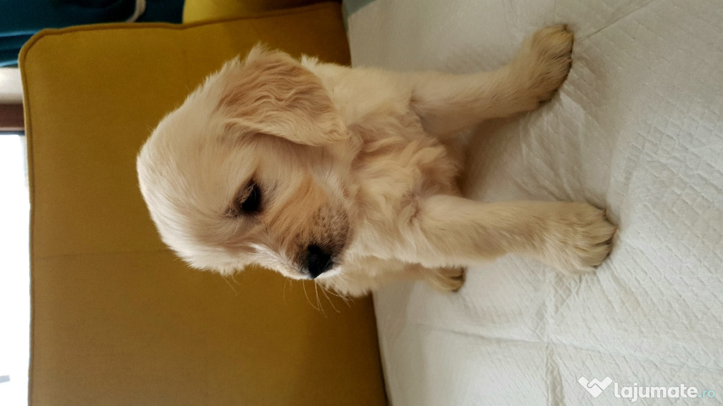 Vand Golden Retriever cu Pedigree