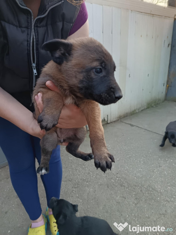 Căței ciobanesc Belgian Malinois