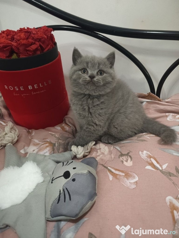 British shorthair motănei și pisicuțe