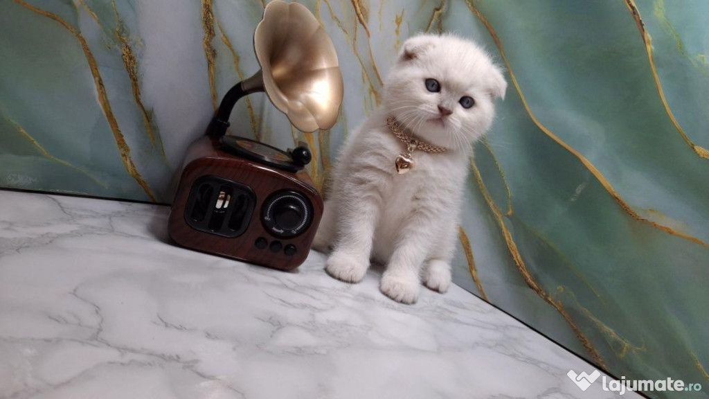 Scottish fold băieței și fetițe