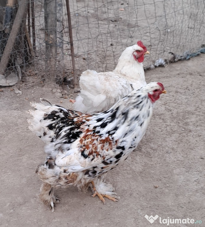 Cocoș porțelan tânăr