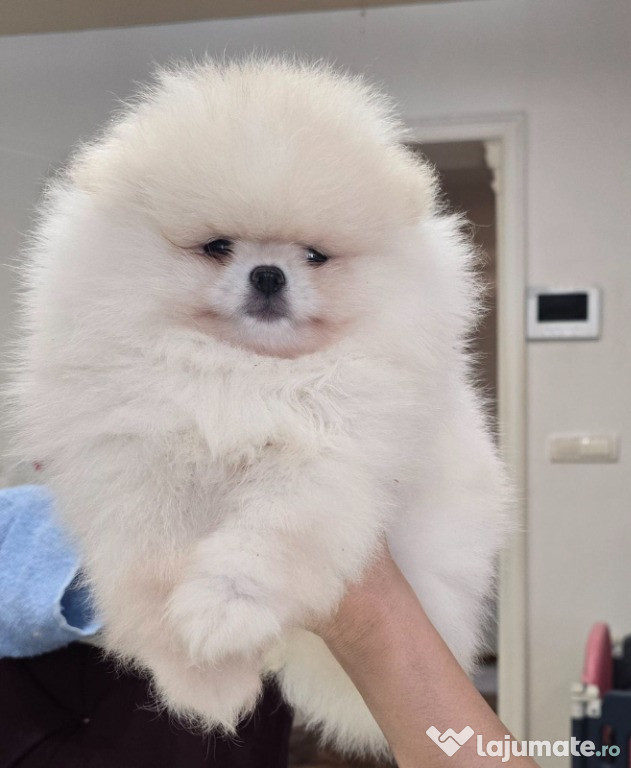 Pui de Pomeranian Spitz