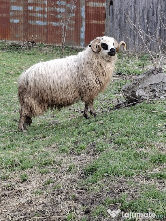 Vand berbec si mioara