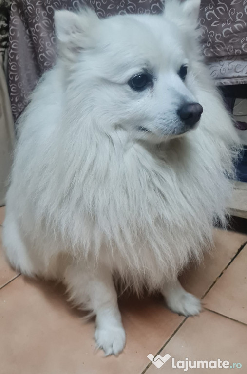 Vand pomeranian Alb