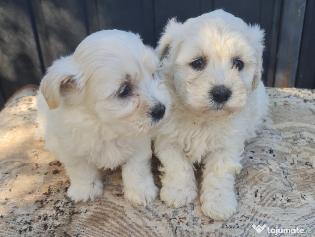 Vand Bichon Maltez