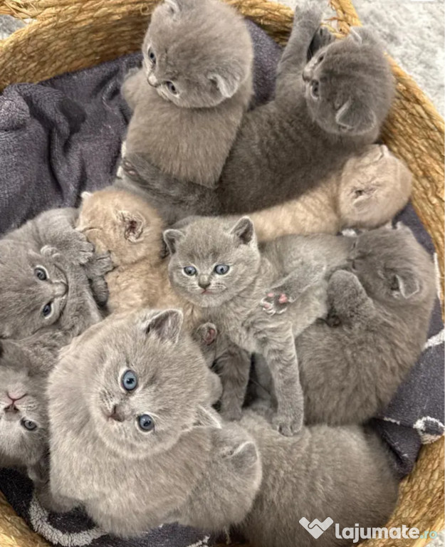 Vand puiuti brittish shorthair blue si scotthis fold