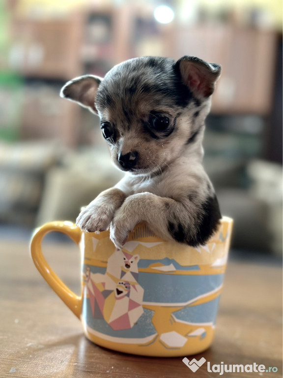Chihuahua mini toy blue merle