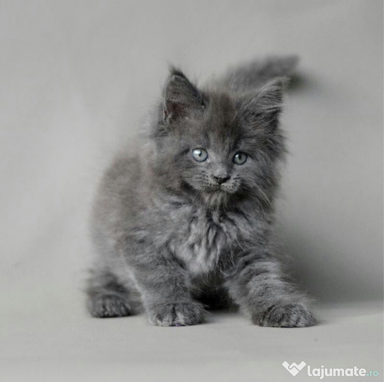 Maine Coon puiuți blue