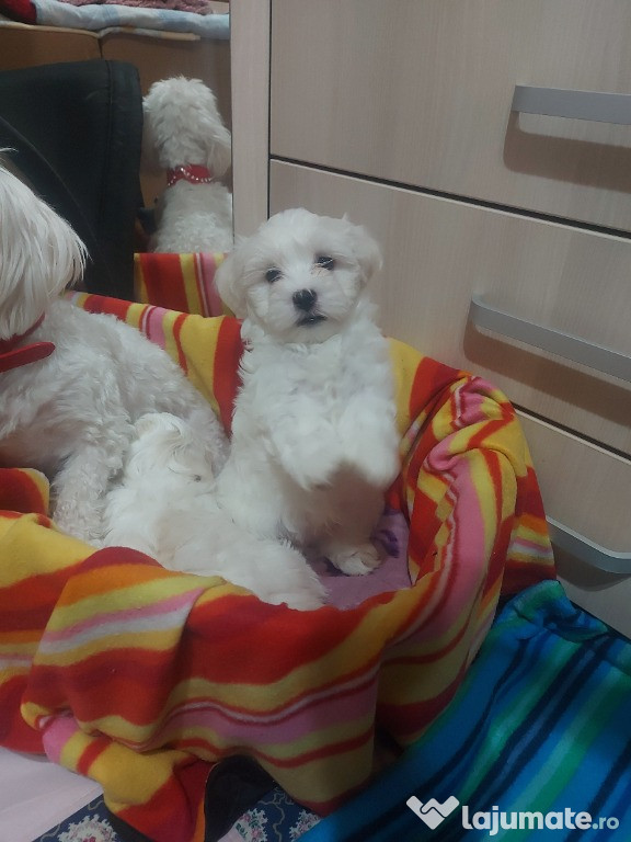 Vand Bichon Maltez