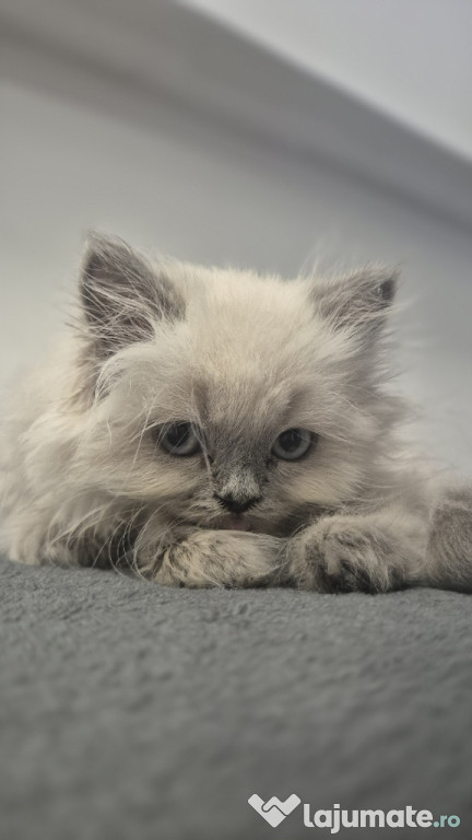 Persan Himalaya DollFace