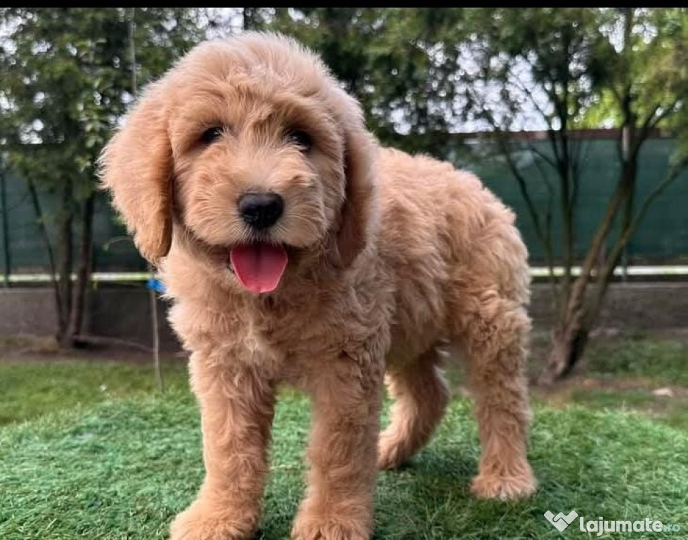 Pui de Goldendoodle