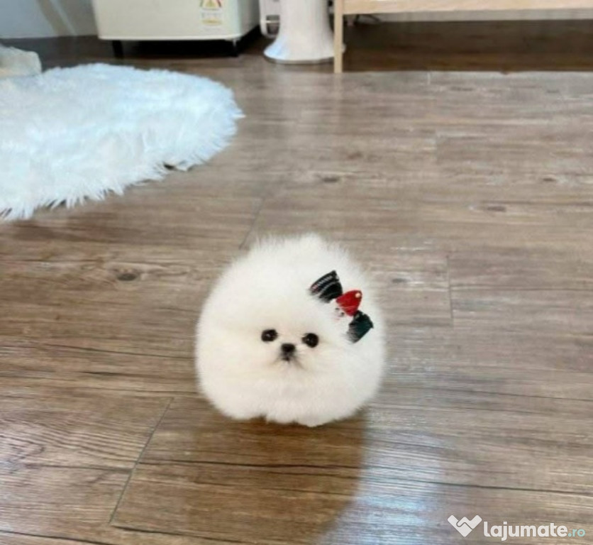 Pomeranian de talie mica mini toy