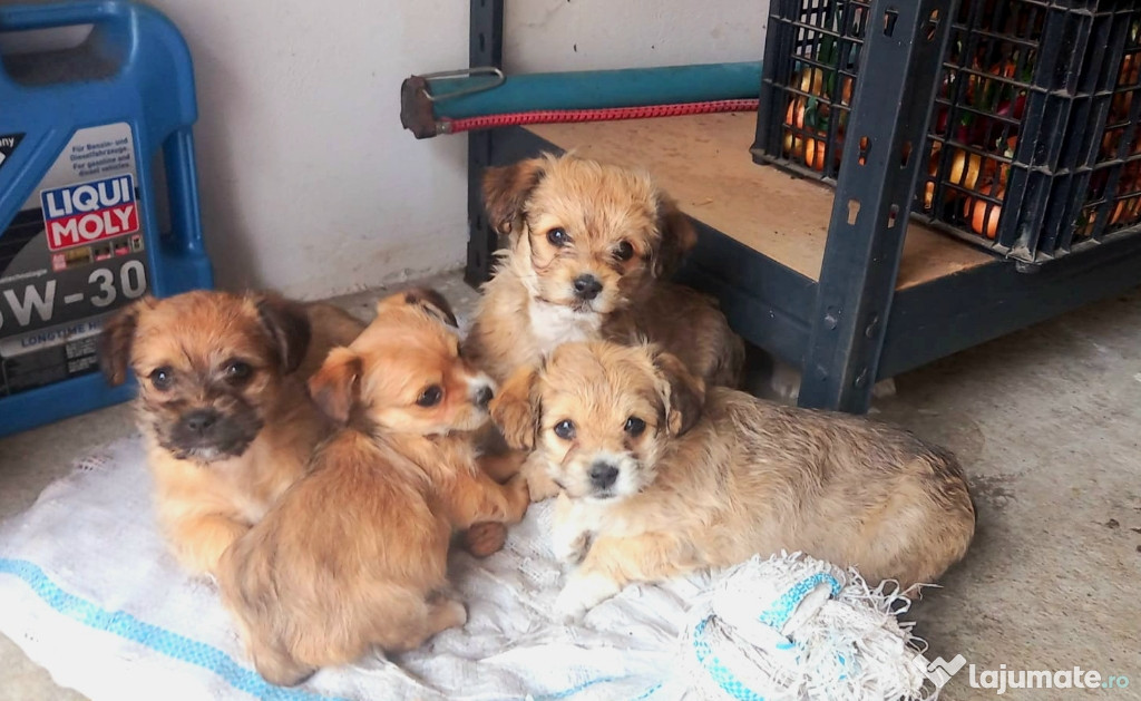 Bichon havanez își caută o nouă casă