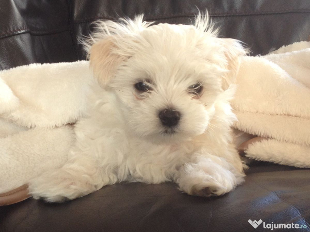 Vand Bichon Maltez Mini Toy