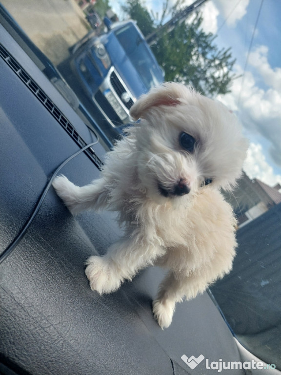 Bichon Maltez foarte jucauși