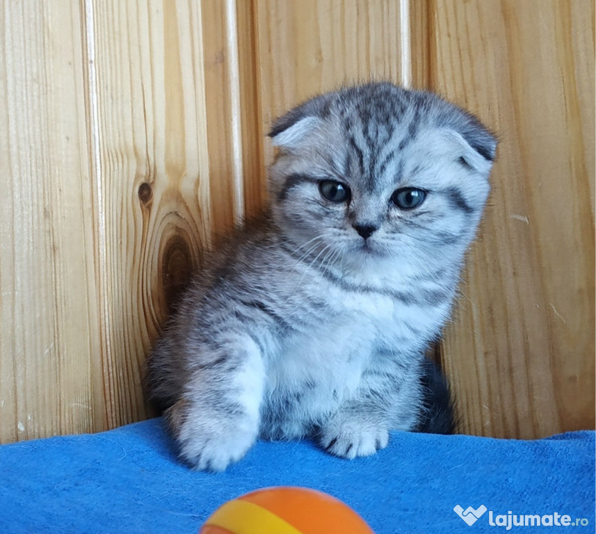 Scottish Fold puiuți
