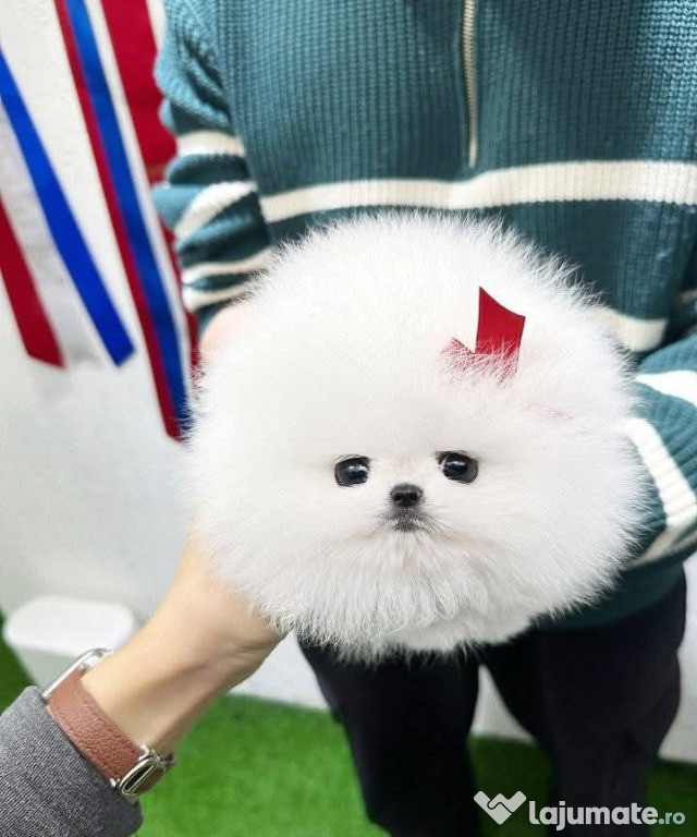 Pomeranian mini boo