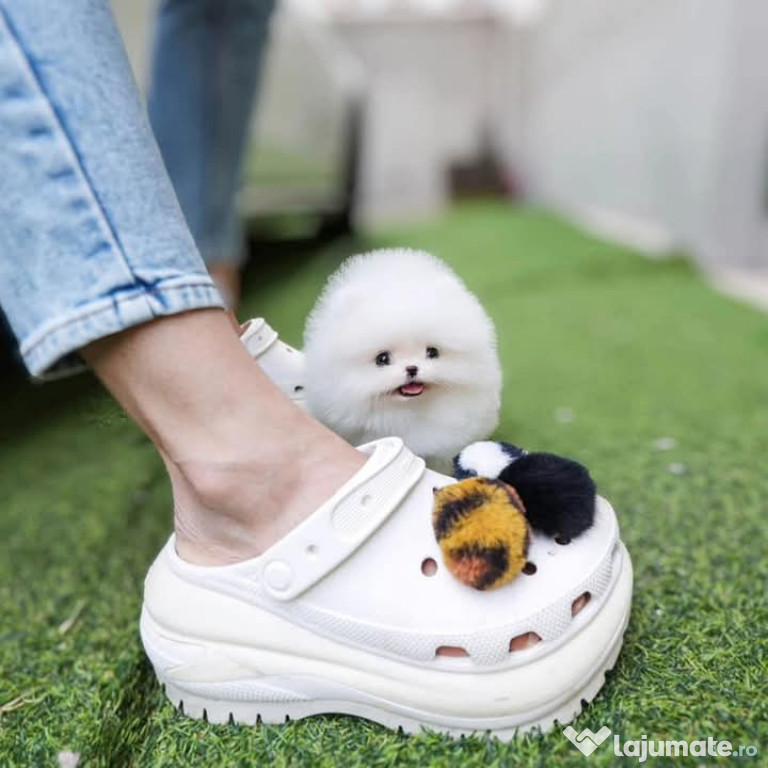 Pomeranian mini teacup