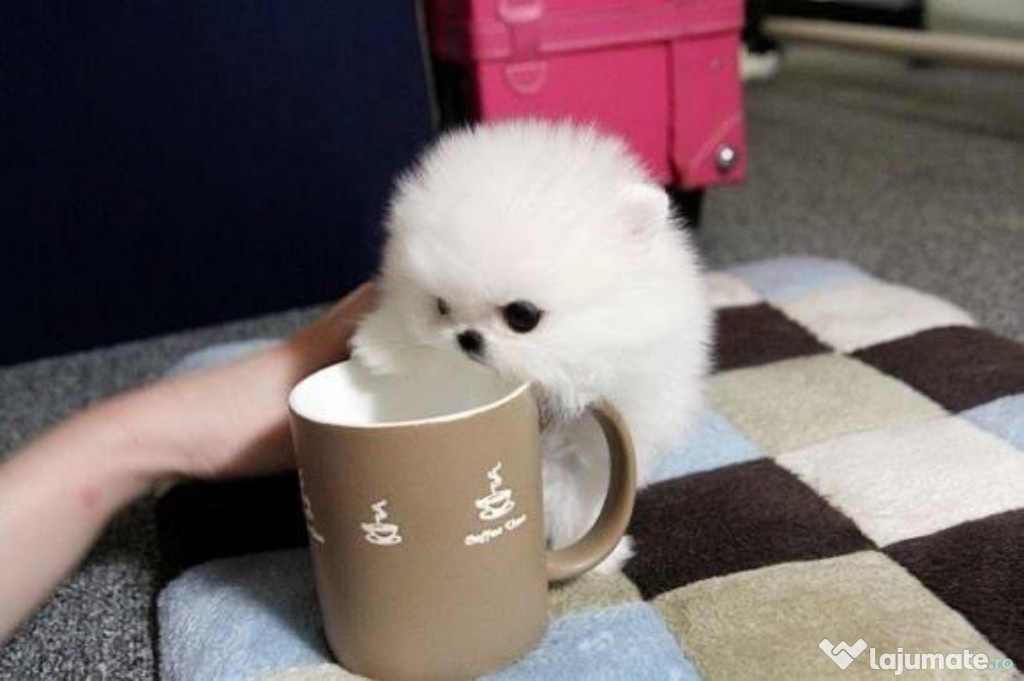 Pomeranian boo talie mica