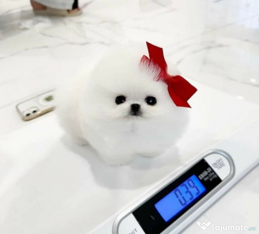 Pomeranian mini boo talie mica