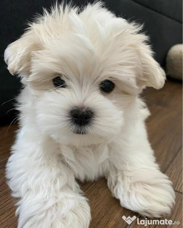 Vand Bichon Maltez