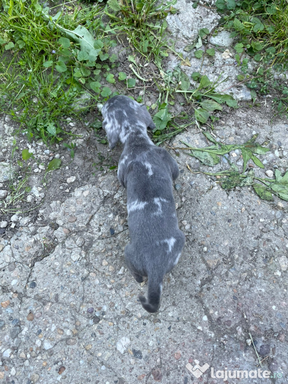 Mascul teckel arlequin