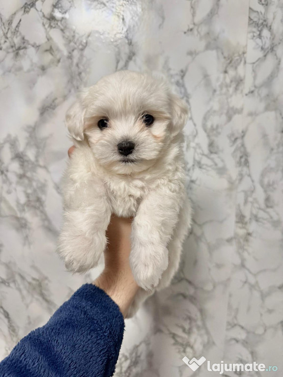 Vand Bichon Maltez Mini Toy
