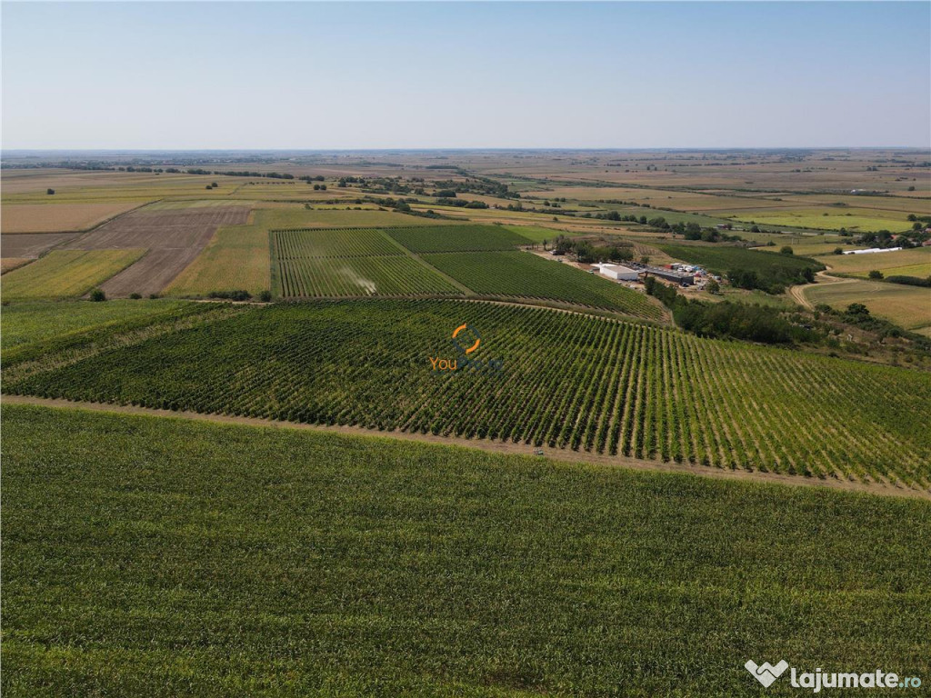 Afacere Investitie Vie 4 Hectare 40 km de Oradea