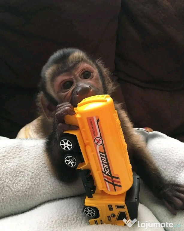 Maimuțe marmoset și capucin drăguțe pentru relocare.